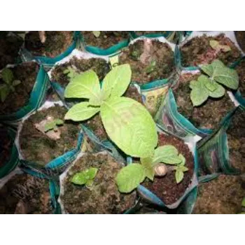 Fresh Teak Plants 9a-teak plant-9964749-49915.webp
